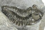 Double Coltraneia Trilobite Fossil - Huge Faceted Eyes #363238-7